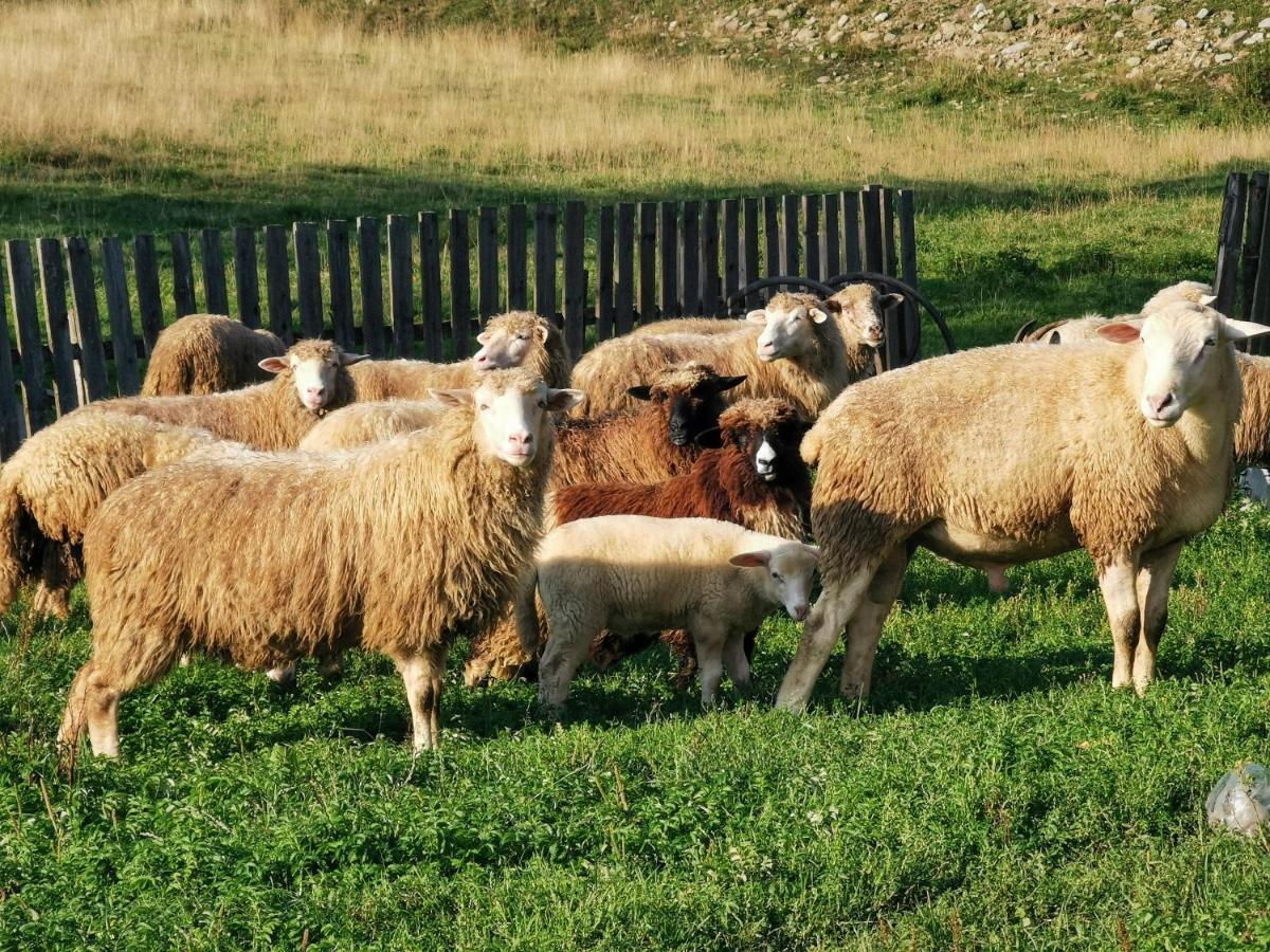 Domek W Gorach Na Wylacznosc Zlatna Esterno foto